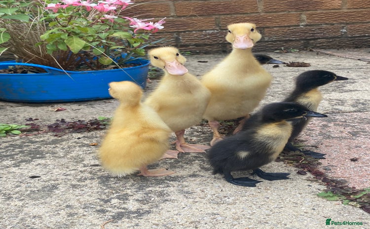 Ducks poultry - Advert 1