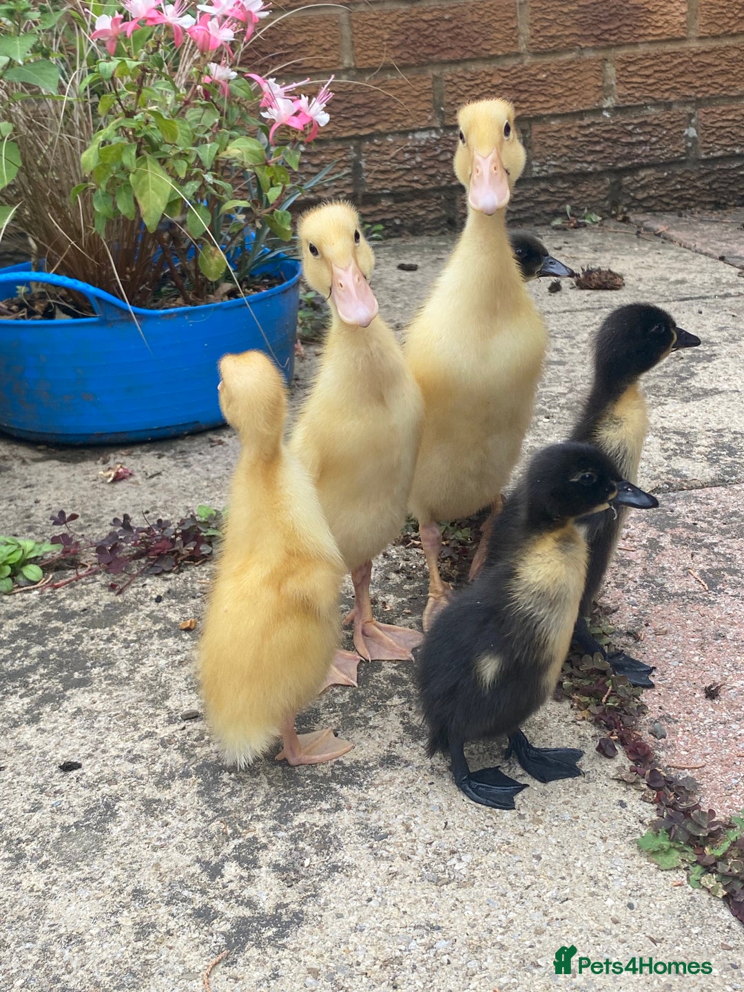 Ducks poultry for sale: Indian Runner Duck Ducklings + Fertile Eggs - Image 3
