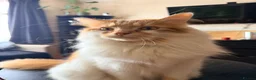 Mixed Breed cats for sale: Loving Home Wanted for Simba & Luna - Advert 3