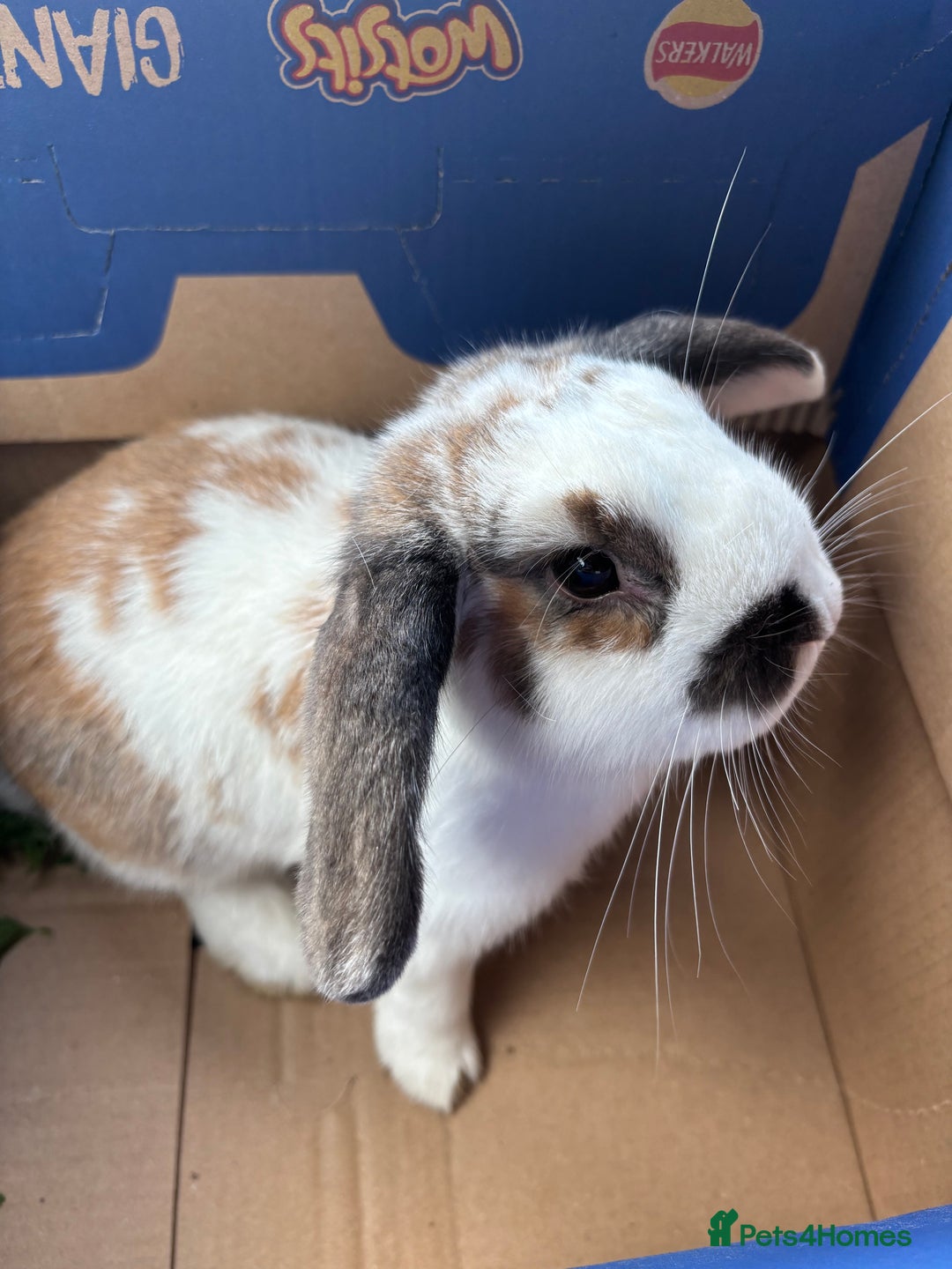 Mini Lop rabbits for sale: 3 mini lops for sale  - Advert 3