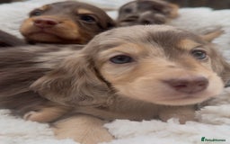 Miniature Dachshund dogs for sale: Miniature Long Haired Dachshund **Last Boy** in Saint Helens - Image 31