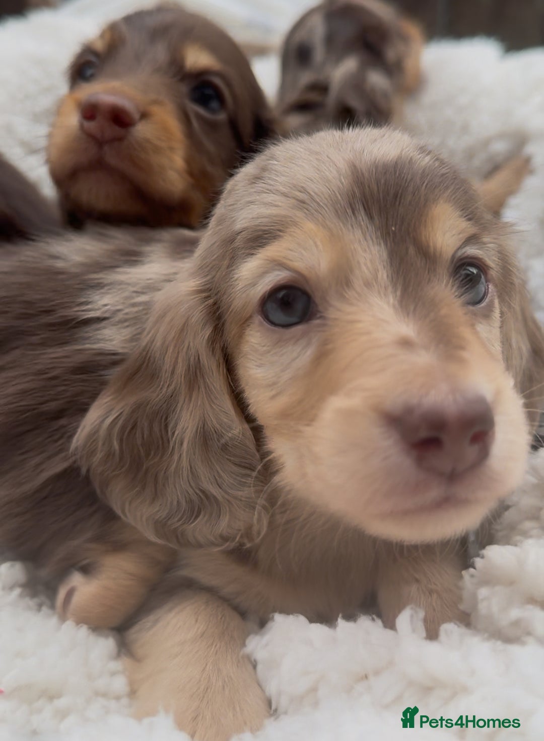 Miniature Dachshund dogs for sale: Miniature Long Haired Dachshund **Last Boy** in Saint Helens - Image 31