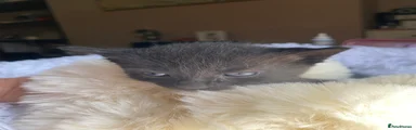 Kitten 4