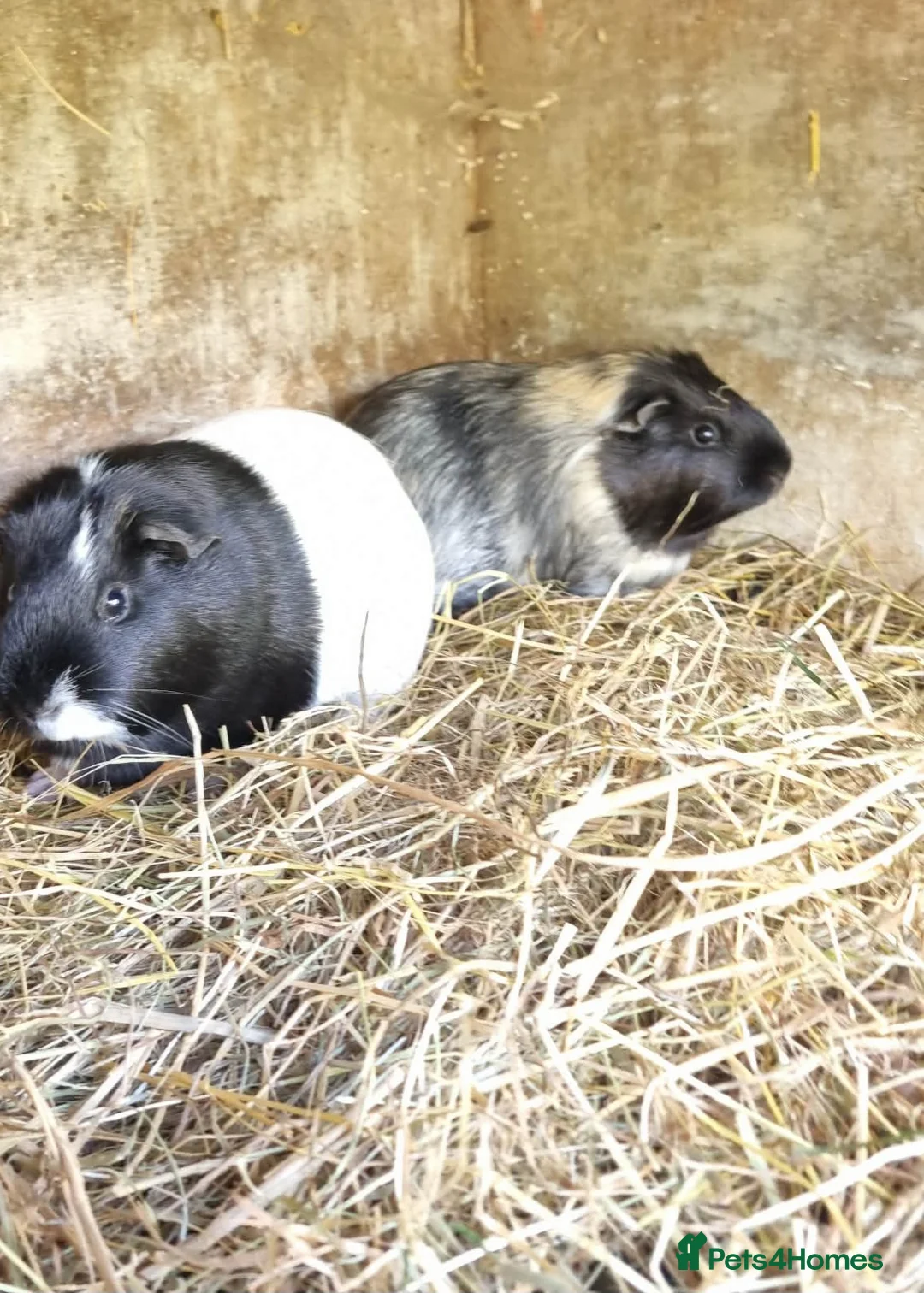 Guinea Pig rodents for sale: 4 x female guineapigs  8 months old.  - Advert 1