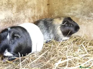 Guinea Pig rodents 4 x female guineapigs 8 months old. - Advert 5