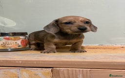 Miniature Dachshund dogs for sale: KC Registered true petite Miniature Dachshunds - Image 8