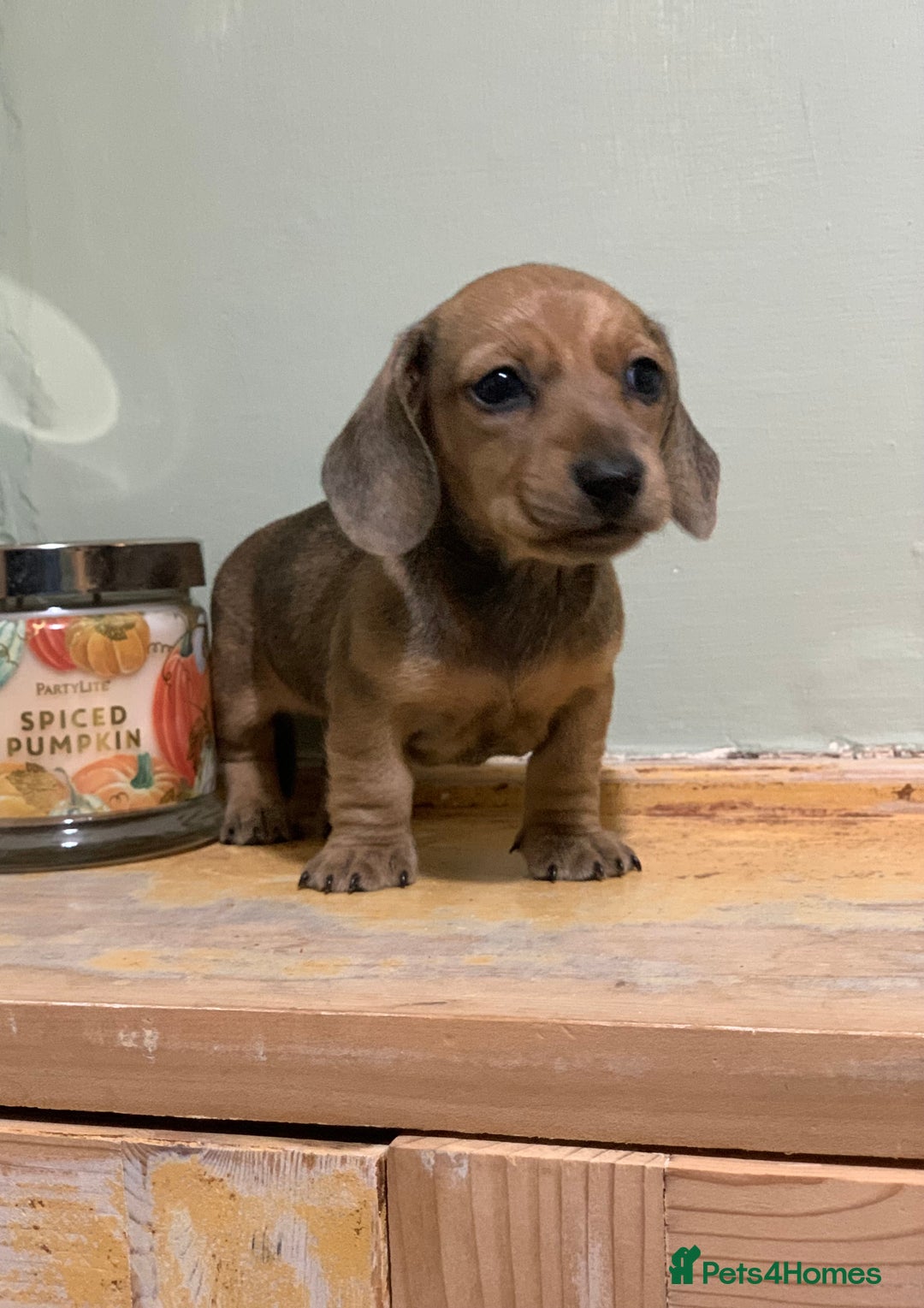 Miniature Dachshund dogs for sale: KC Registered true petite Miniature Dachshunds - Image 8