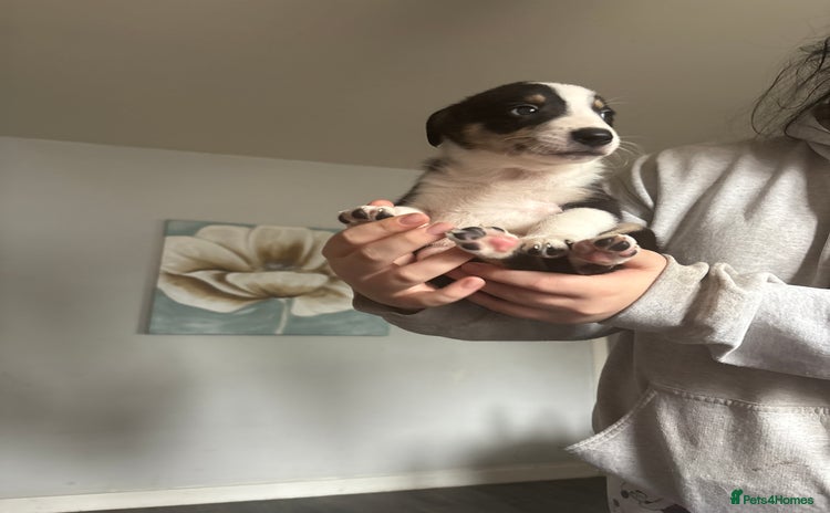 Border Collie dogs - Advert 6
