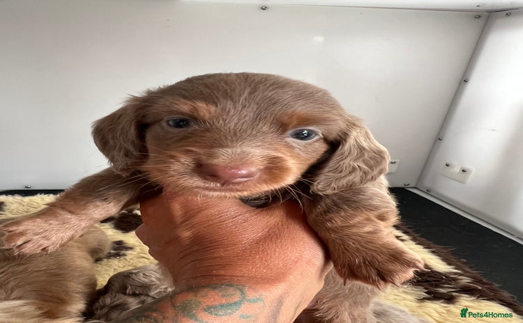 Miniature Dachshund dogs - Advert 8