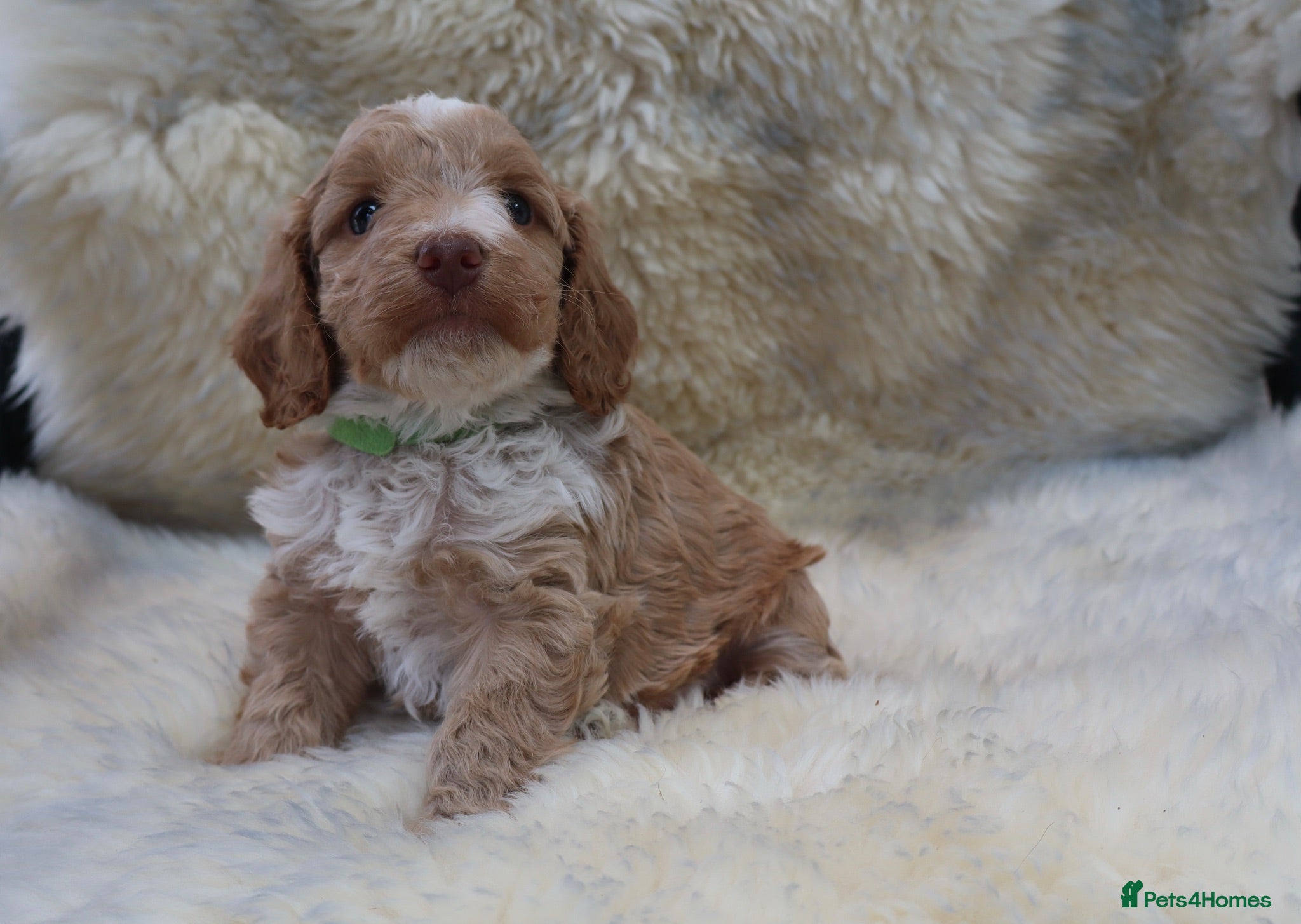 Cockapoo dogs F1 COCKAPOOS 5* LICENSED BREEDER - Advert 2