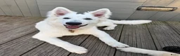 White Swiss Shepherd dogs for sale: White Swiss Shepherd  - Advert 1