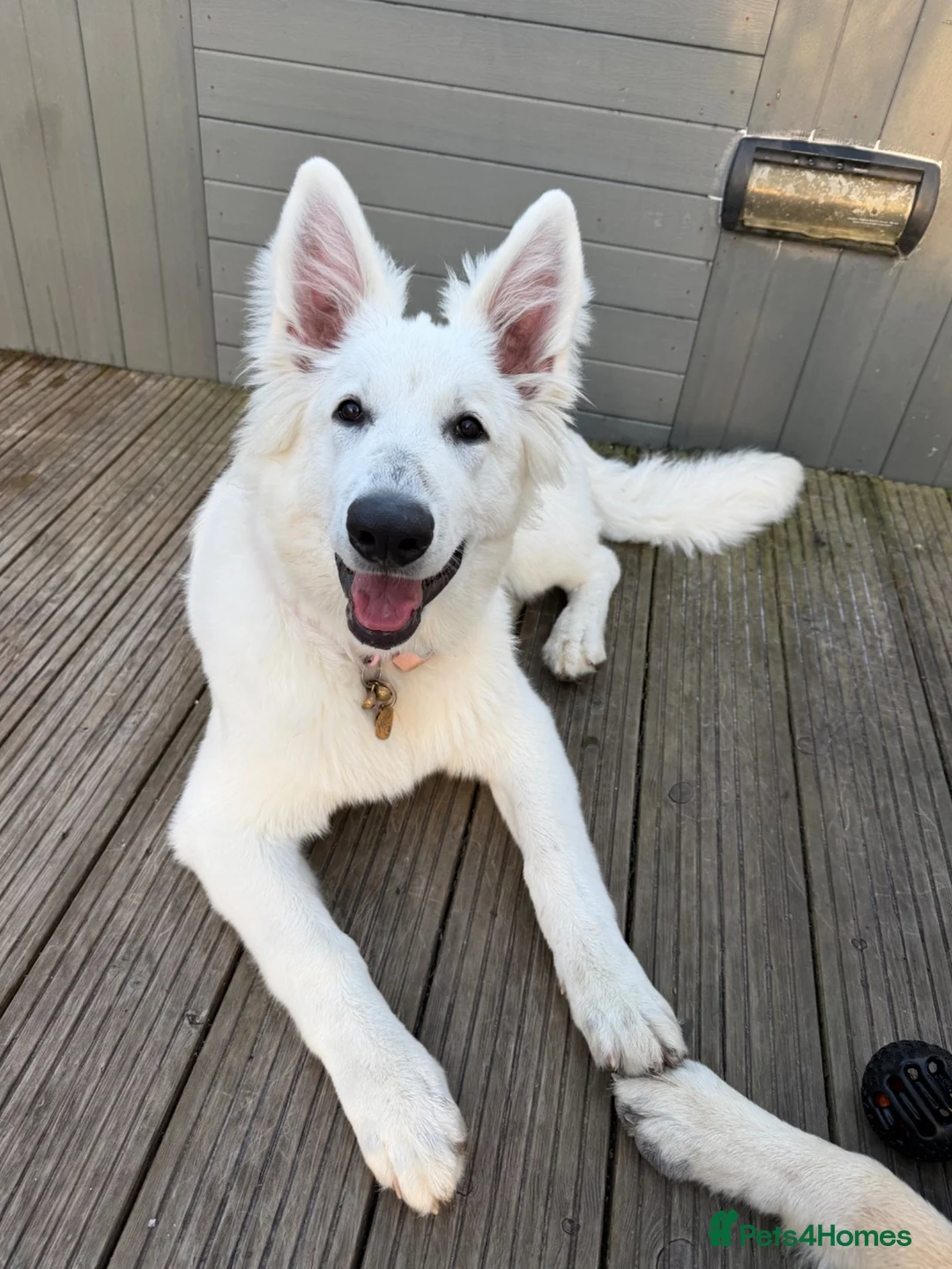 White Swiss Shepherd dogs for sale: White Swiss Shepherd  - Advert 1