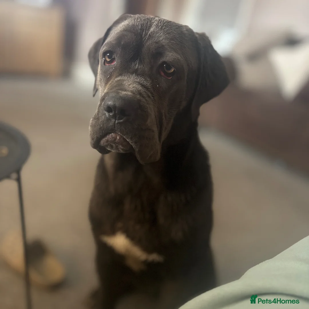 Cane Corso dogs for sale: Cane corso in Doncaster - Advert 4