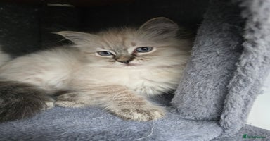 Ragdoll cats 'REDUCED' PEDIGREE GCCF REG CHAMPION LINE RAGDOLLS - Advert 15