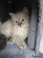 Ragdoll cats 'REDUCED' PEDIGREE GCCF REG CHAMPION LINE RAGDOLLS - Advert 8