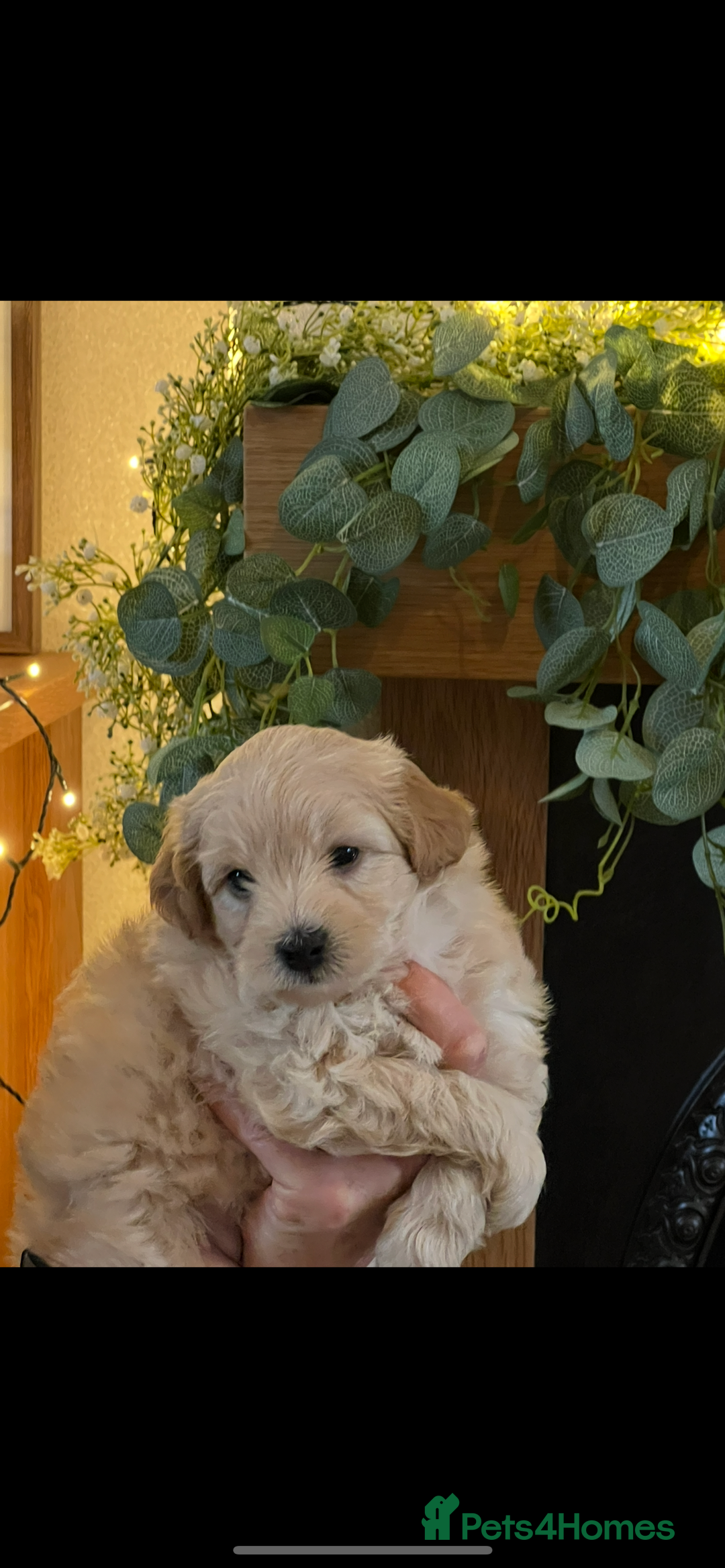 Maltipoo dogs for sale: Maltipoo puppies  - Advert 35
