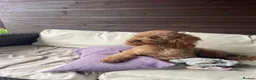 Toy Poodle dogs for stud: Kc health tested fox red Toy poodle for stud  - Advert 3