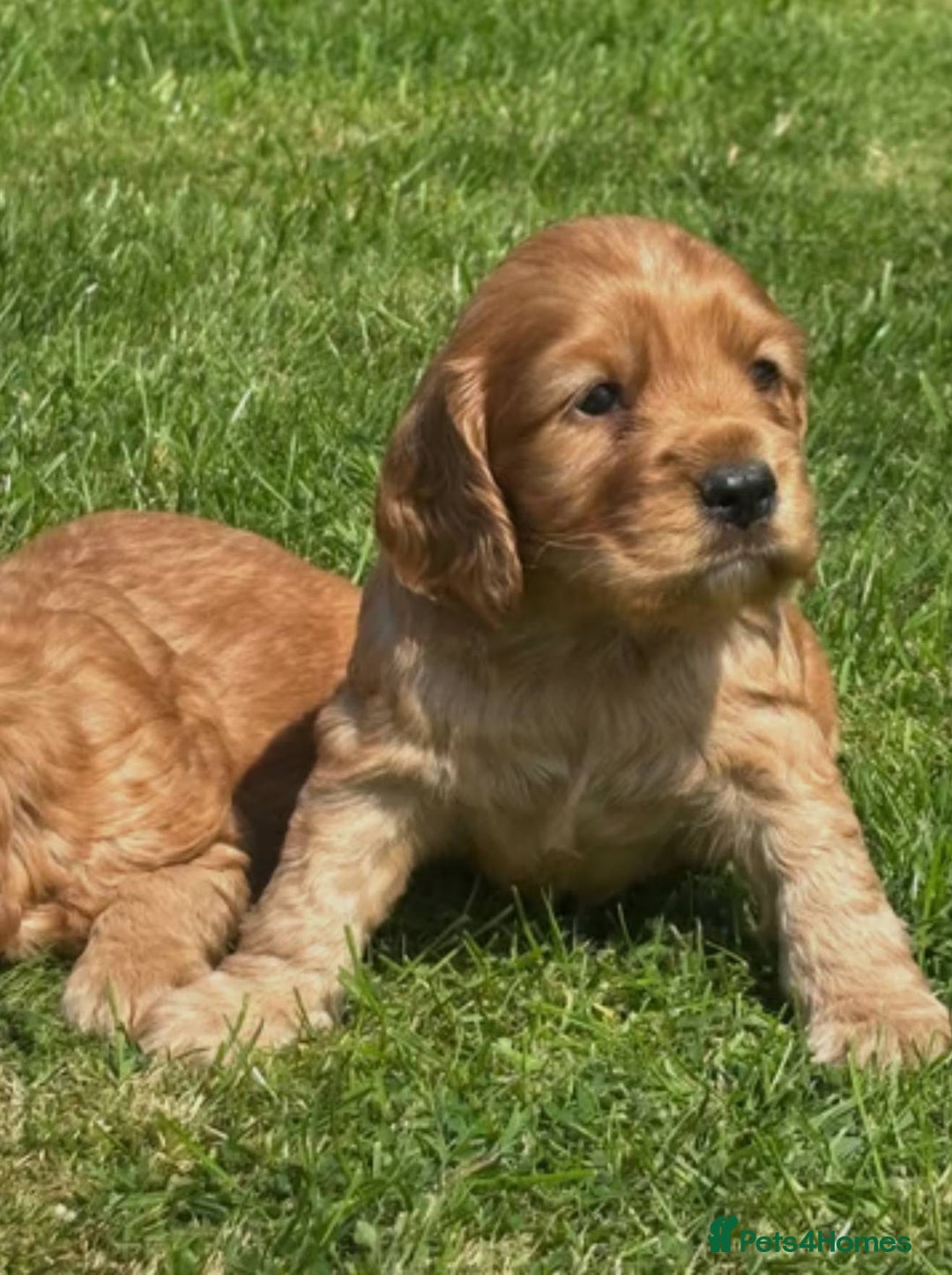 Cocker Spaniel dogs for sale: 💙🐶Adorable Cocker Spaniel Puppies 🐶💙  - Image 3