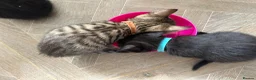Mixed Breed cats for sale: 4 Beautiful Mixed Breed Kittens.  - Advert 16