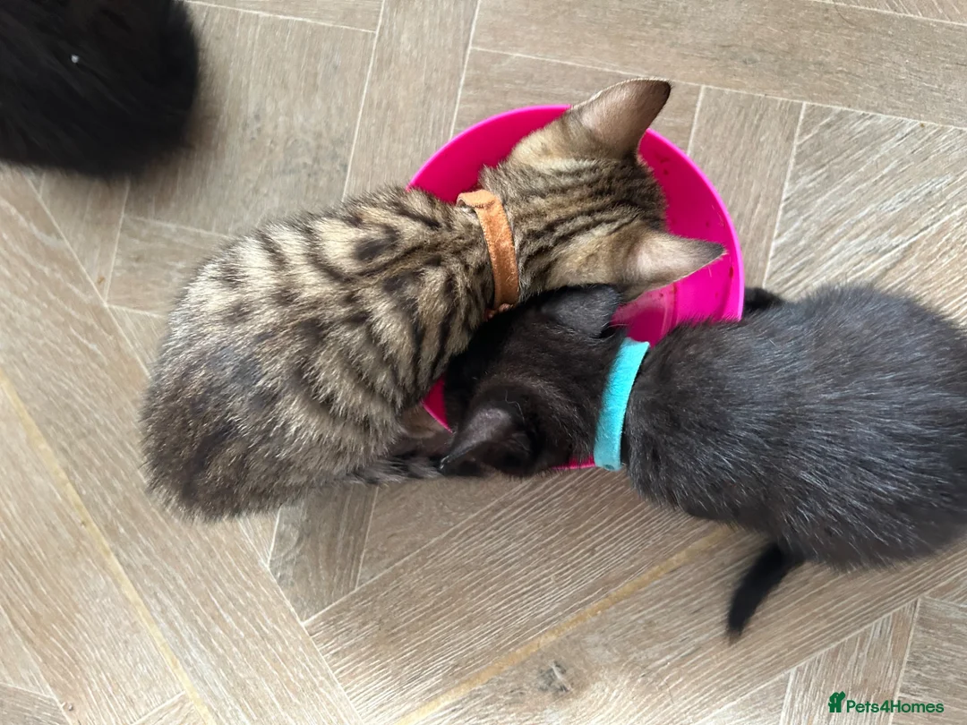 Mixed Breed cats for sale: 4 Beautiful Mixed Breed Kittens.  - Advert 16
