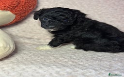 Toy Poodle dogs for sale: Tiny toy poodle puppies  - Image 7