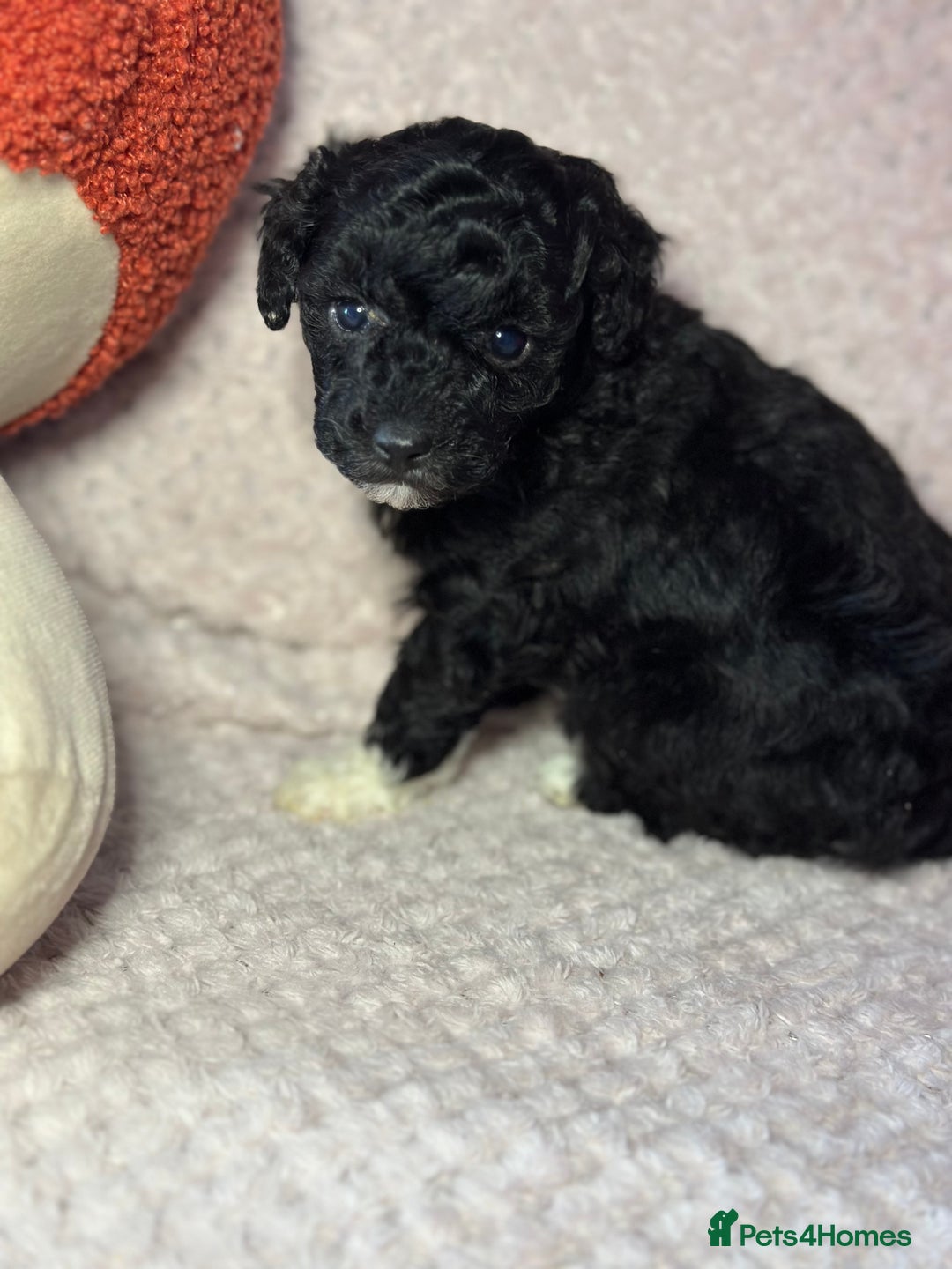 Toy Poodle dogs for sale: Tiny toy poodle puppies  - Image 7