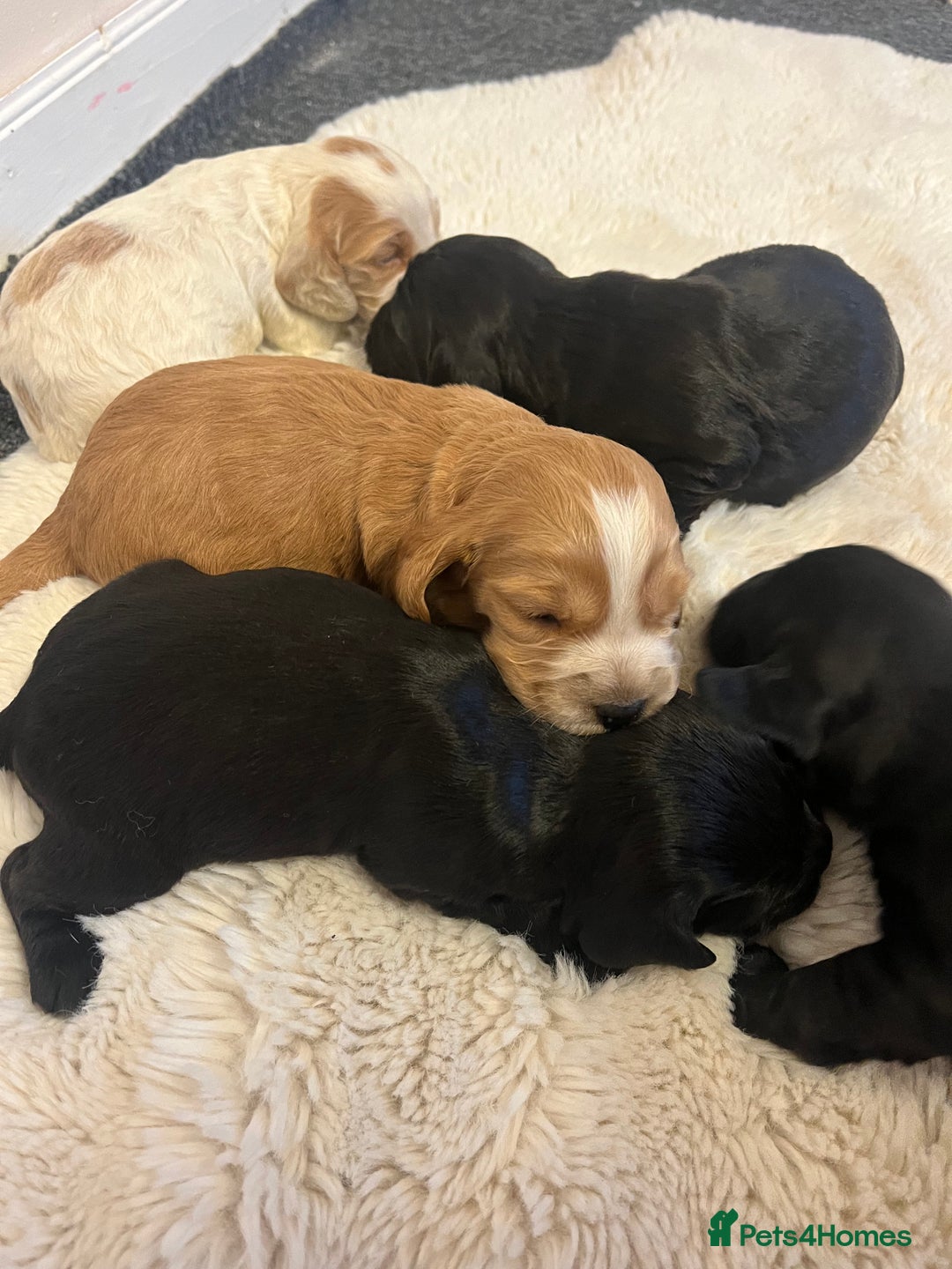 Cocker Spaniel dogs for sale: 8 beautiful cocker spaniel puppy’s  - Advert 6
