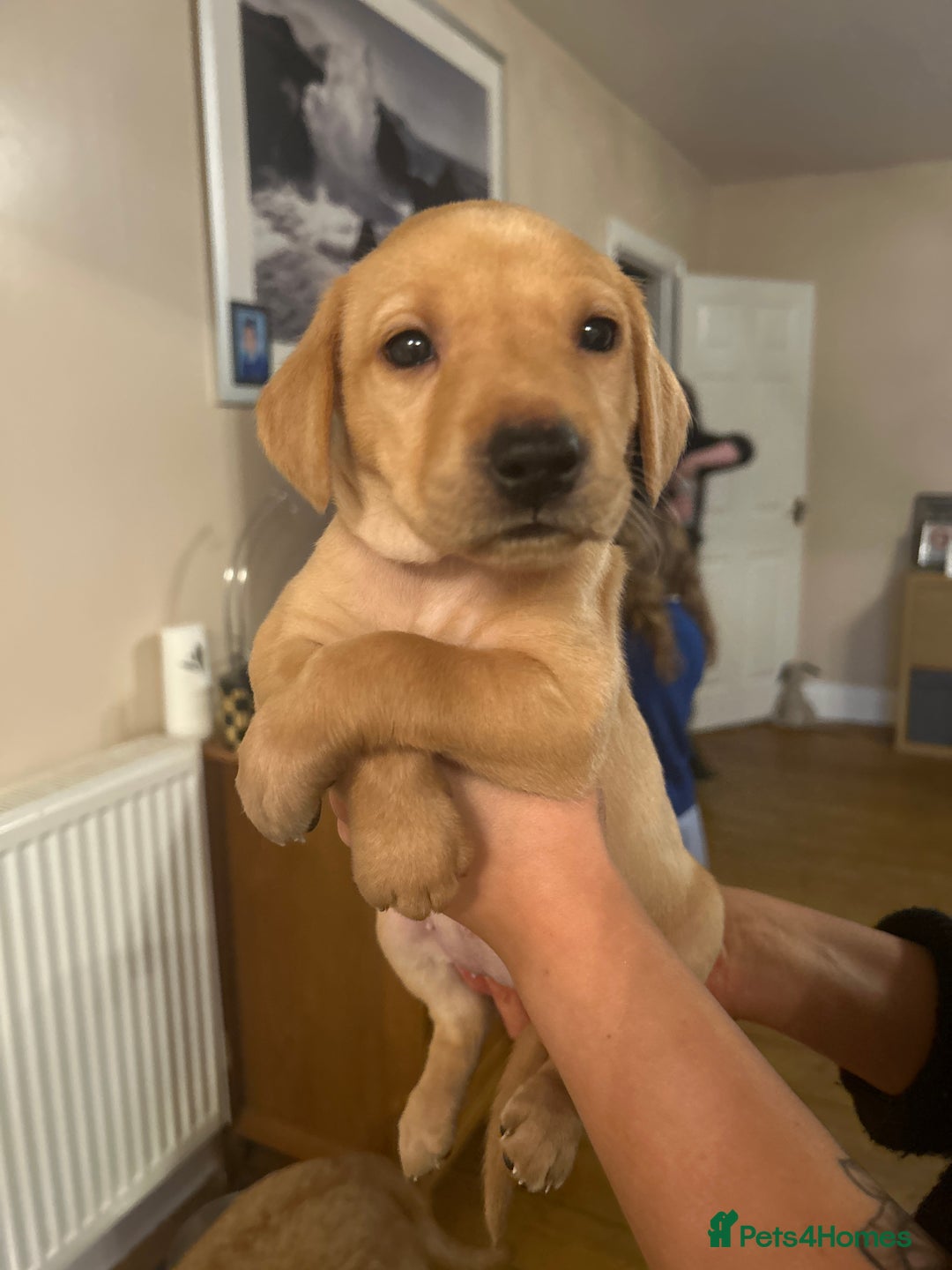 Labrador Retriever dogs for sale: KC registered black and red Labrador puppies - Advert 19