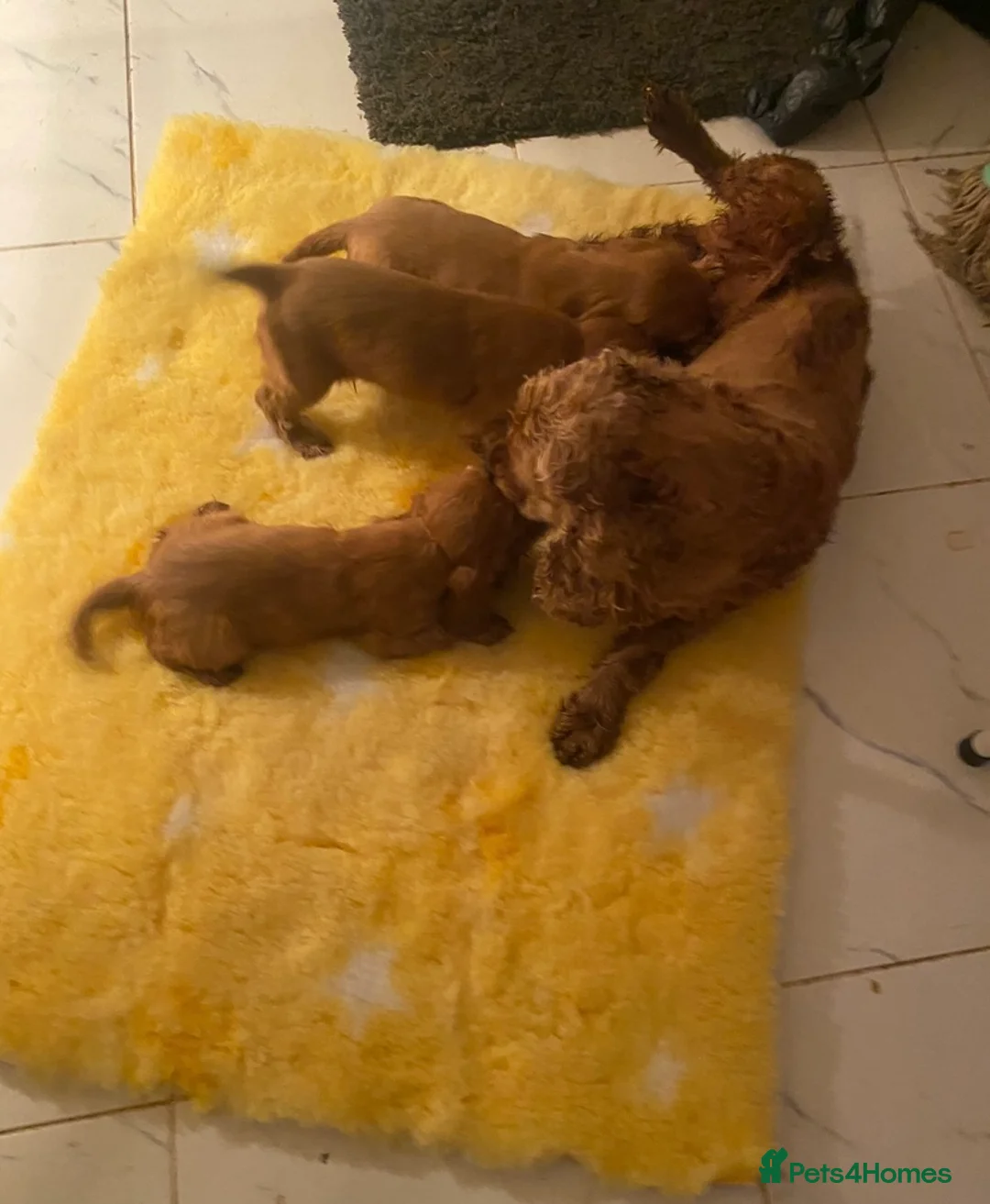 Cockalier dogs for sale: F1 fox red puppies boys and girls  - Advert 7