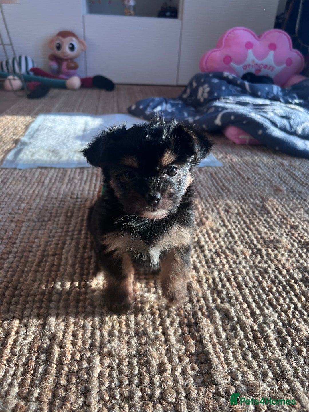 Chorkie dogs for sale: CHORKIE PUPS AVAILABLE NOW - Advert 8