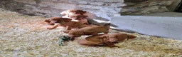 Hungarian Vizsla dogs for sale: Beautiful KC Registered Hungarian Vizsla Puppies  - Advert 19