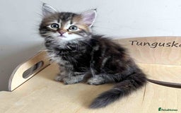 Siberian cats for sale: Beautiful purebred Siberian kittens-Hypoallergenic - Image 13