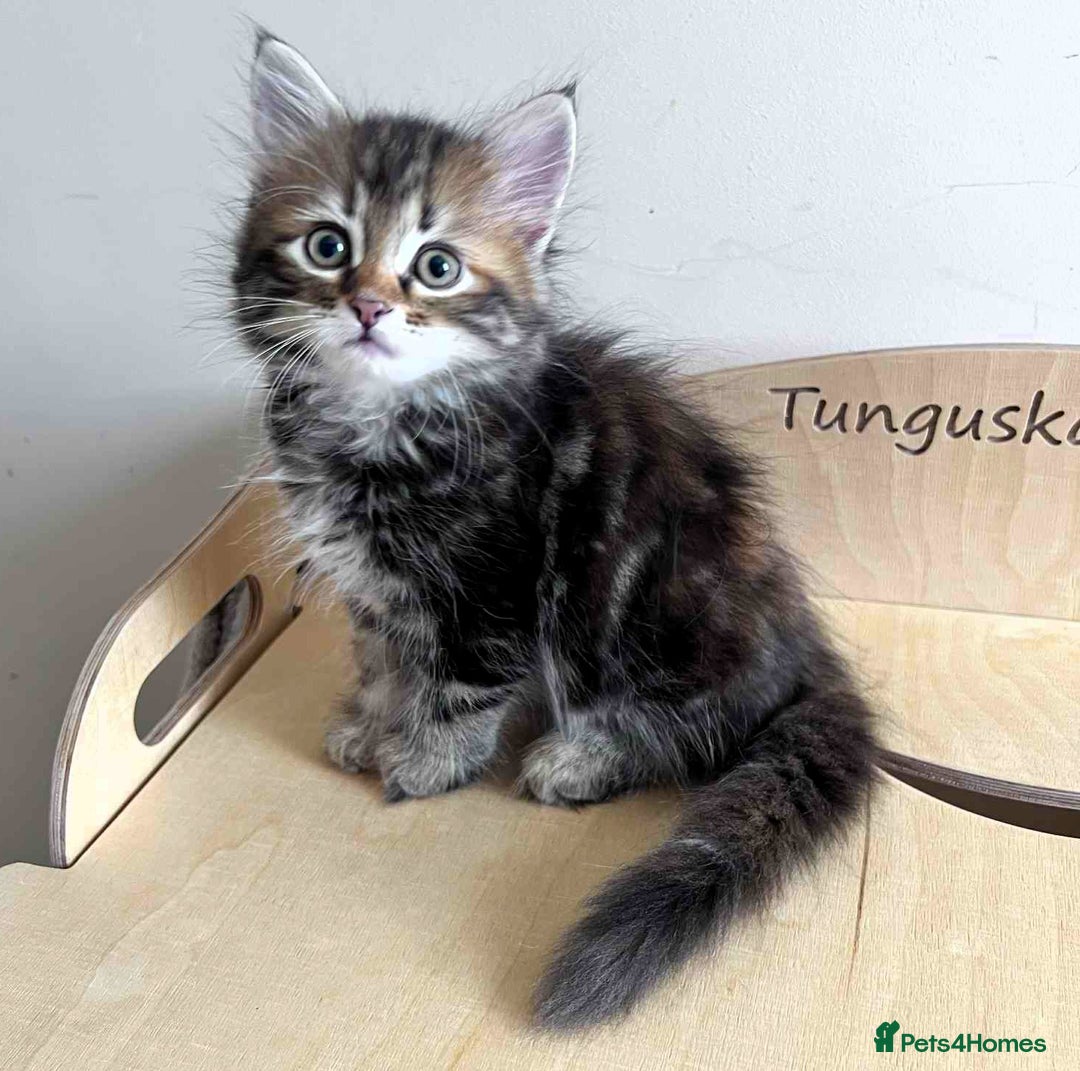 Siberian cats for sale: Beautiful purebred Siberian kittens-Hypoallergenic - Image 13
