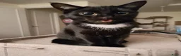Domestic Shorthair cats for sale: Bonded pair of indoor girl cats - together only - Advert 25