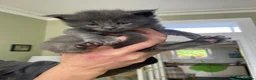 Maine Coon cats for sale: Stunning TICA Russian Maine Coon 1 left! - Advert 7
