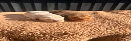 Miniature Dachshund dogs for sale: KC registered LONGHAIR MINIATURE DACHSHUNDS  - Advert 11