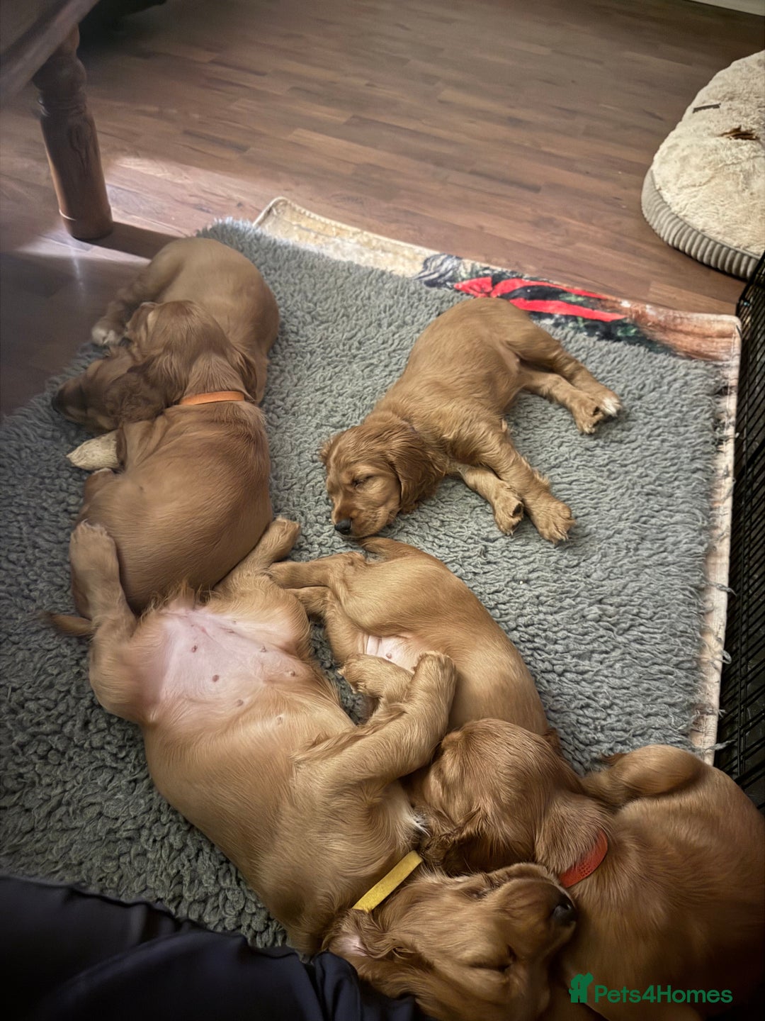 Cocker Spaniel dogs for sale: Two beautiful cocker spaniel pups ready now  - Advert 11