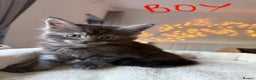 Maine Coon cats for sale: Beautiful Maine Coon Kittens – Ready mid January - Advert 2