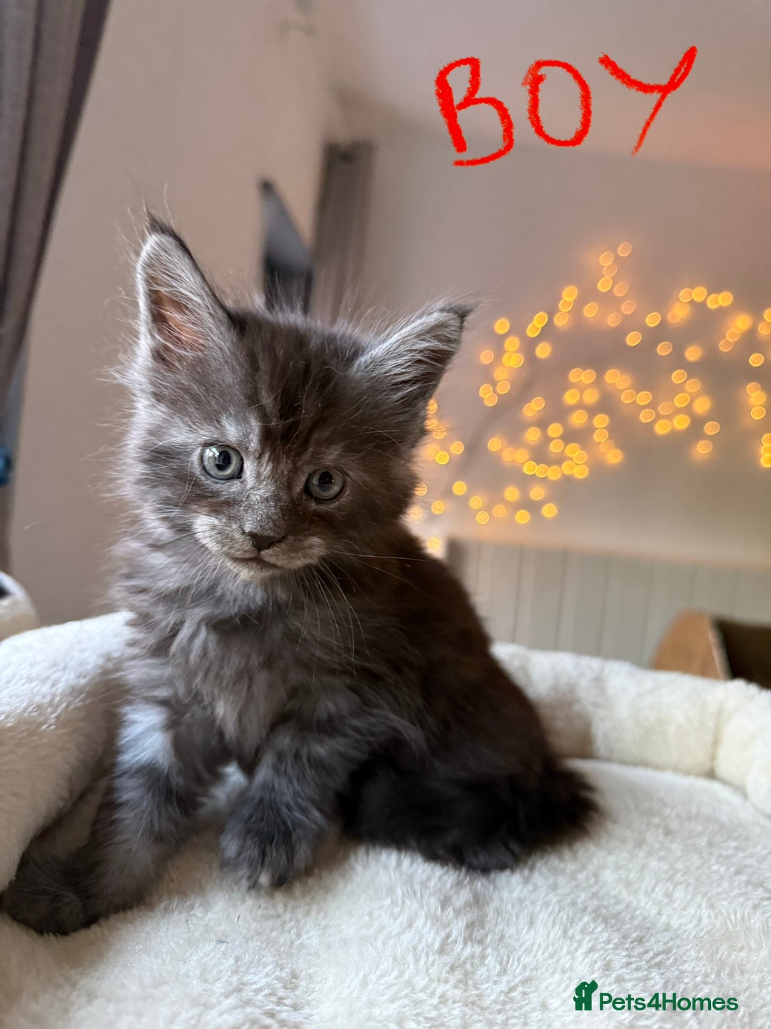 Maine Coon cats for sale: Beautiful Maine Coon Kittens – Ready mid January - Advert 2