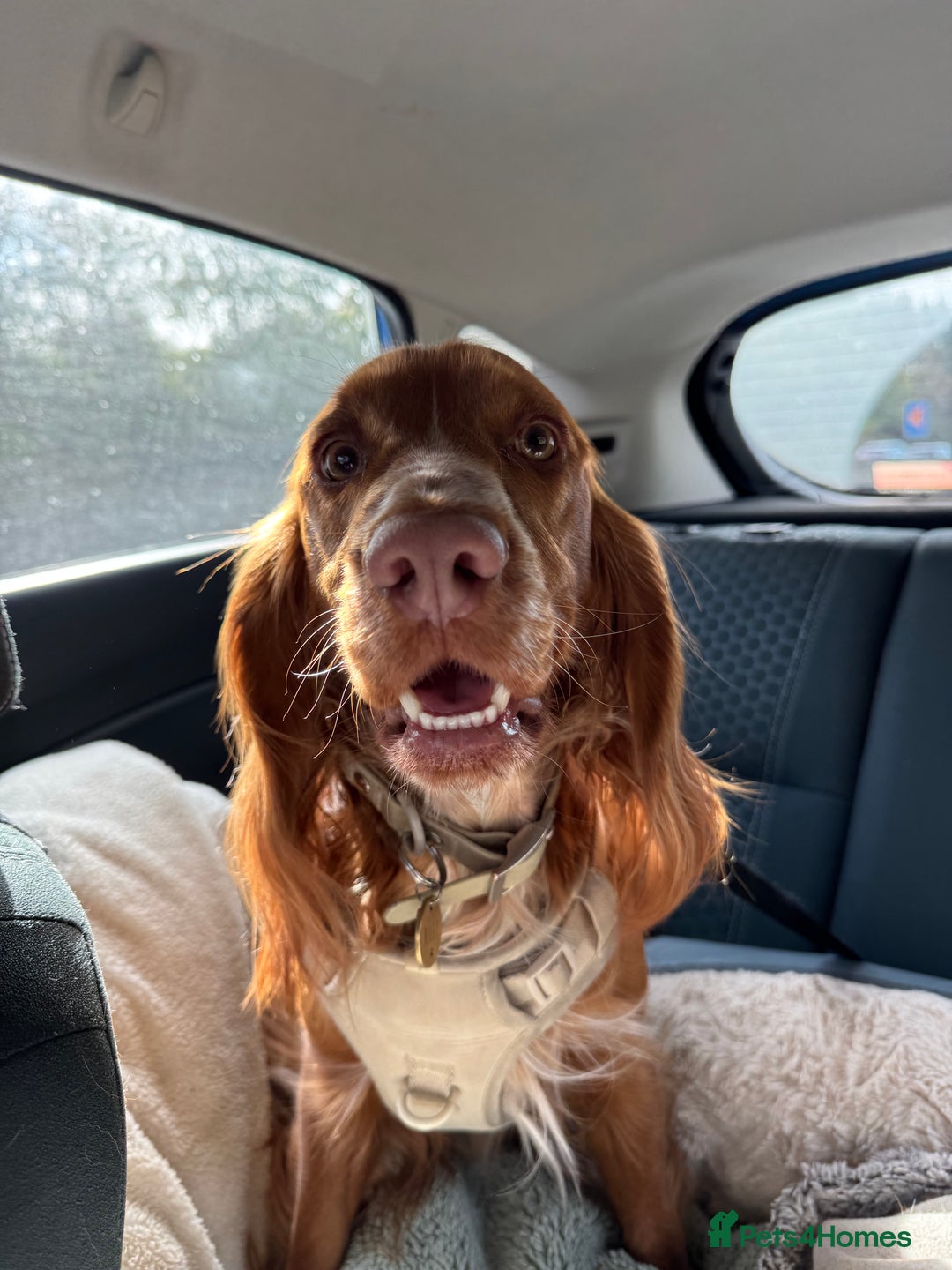 Cocker Spaniel dogs for stud: Working Cocker Spaniel for STUD - Advert 4