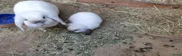 Mini Lop rabbits for sale: Friendly vaccinated baby mini lop boys - Advert 5