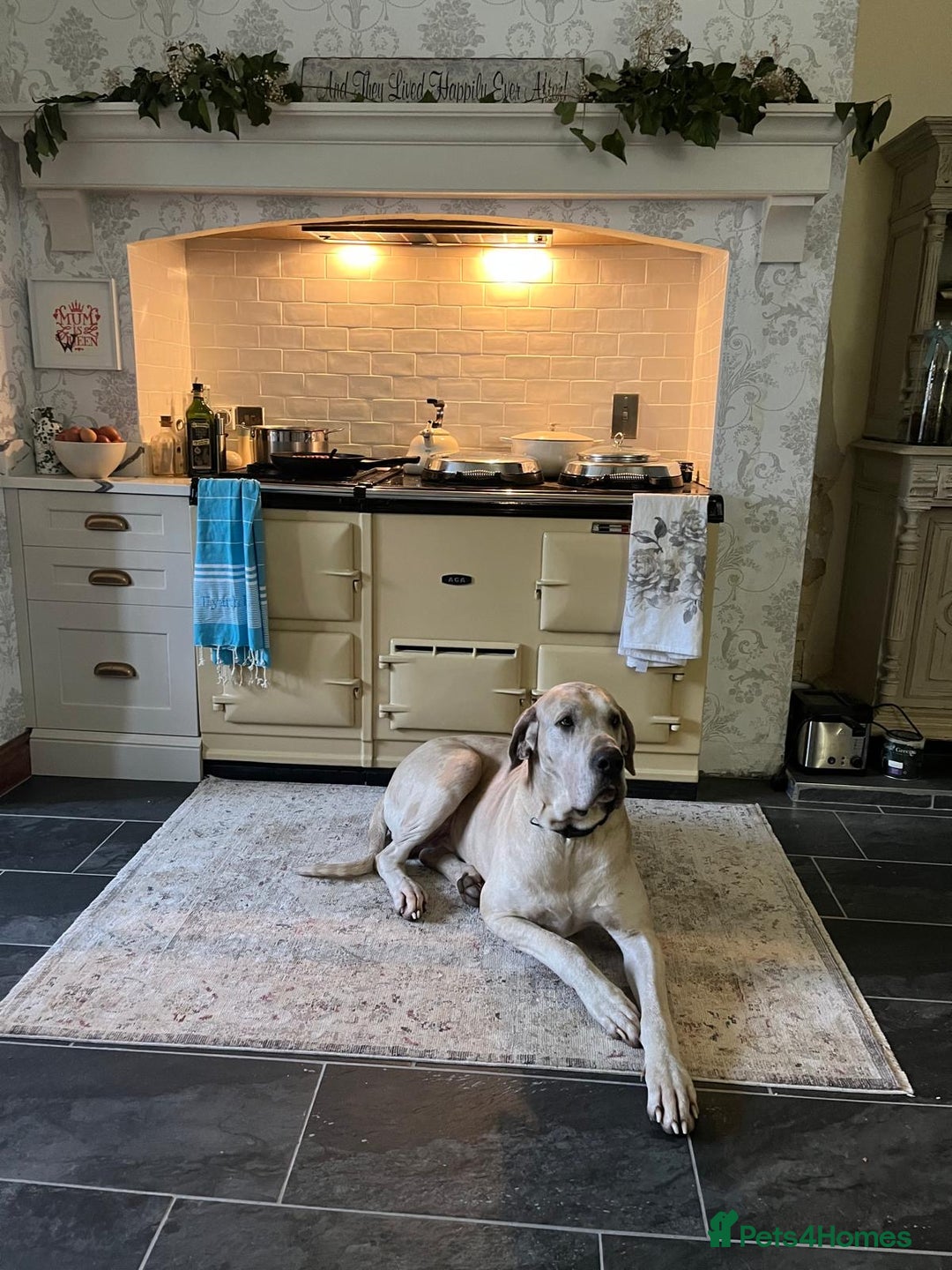 Great Dane dogs for sale: GREATEST DANE PUPS - KC Reg  - Advert 5