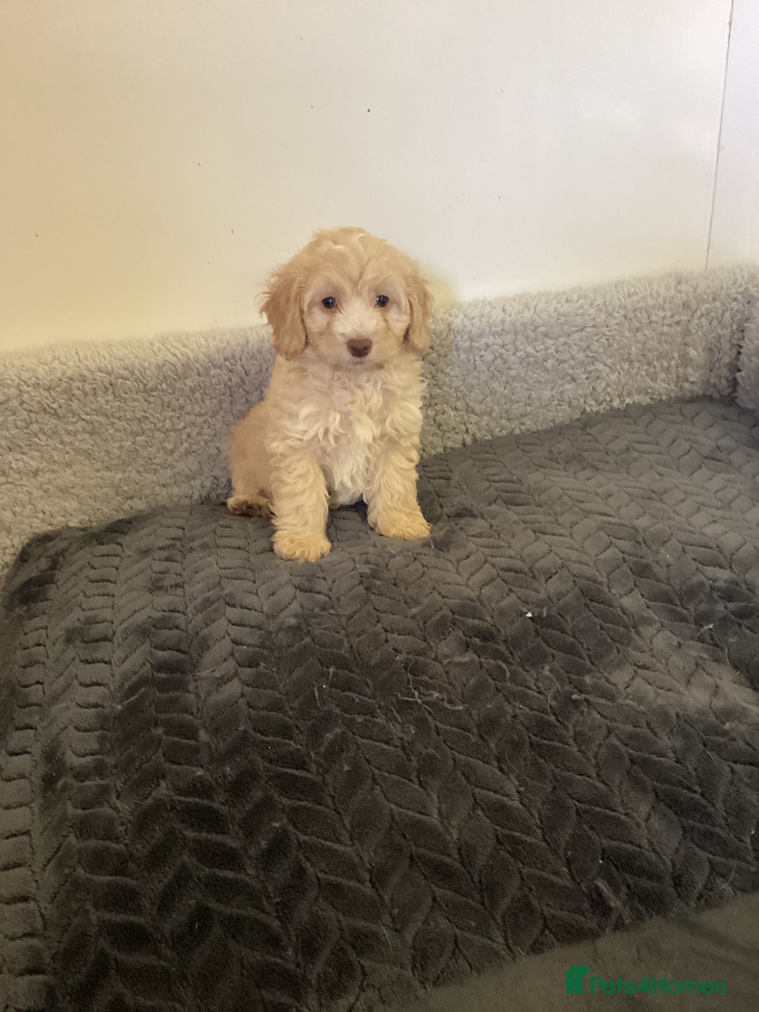 Cockapoo dogs for sale: F1 cockapoo puppies  - Image 9