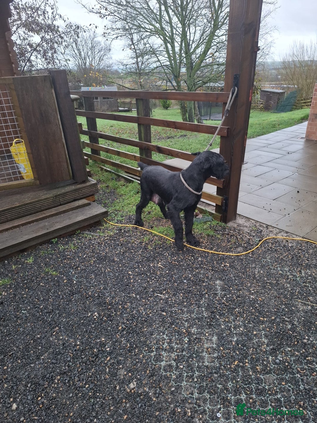 Giant Schnauzer dogs for sale: Giant Schnauzer Puppies  - Advert 1
