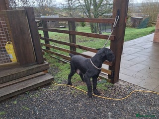 Giant Schnauzer dogs Giant Schnauzer Puppies - Advert 15