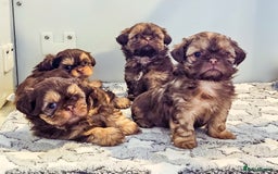Shih Tzu dogs for stud: Stunning Lavender Dobie Shih Tzu in Motherwell - Image 16