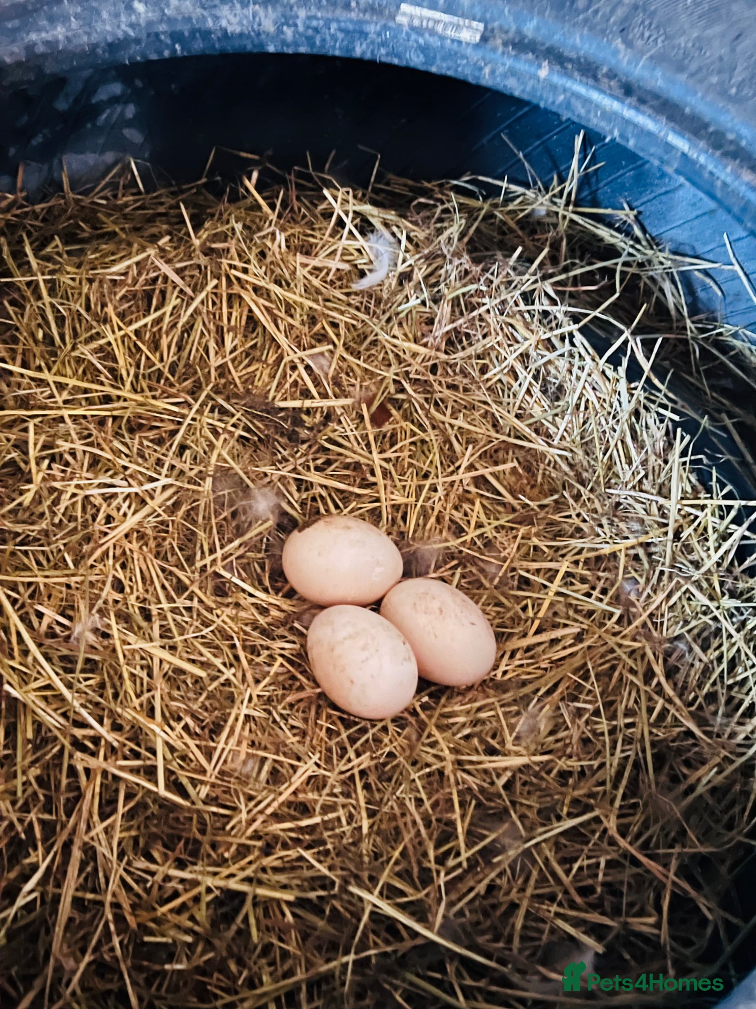 Ducks poultry Fertile duck eggs  - Advert 3