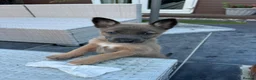 Mixed Breed dogs for sale: Border collie x Belgian Malinois  - Advert 15