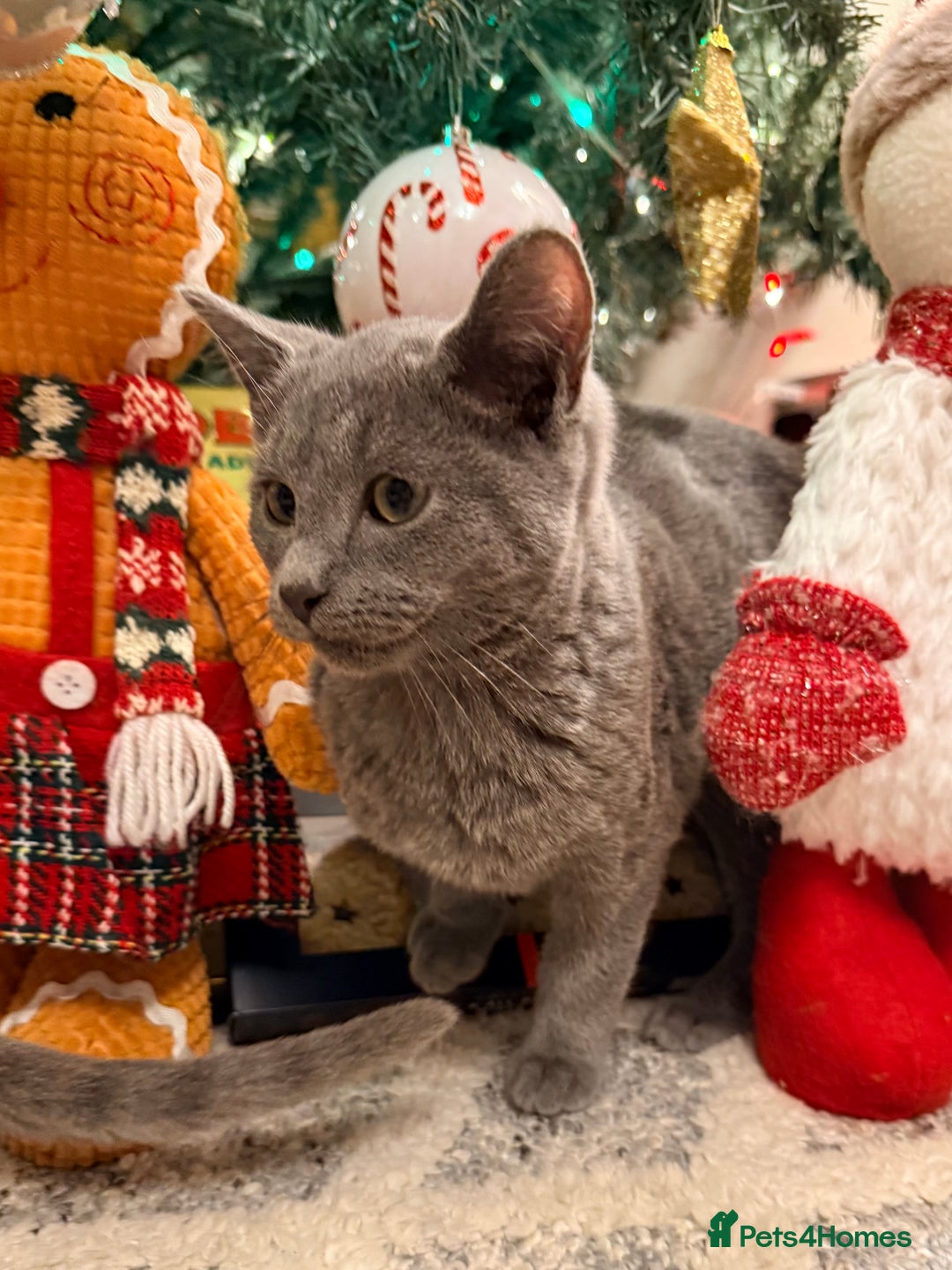 Russian Blue cats for sale: Pure Russian Blue Boy❄️ - Advert 5