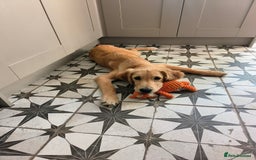 Golden Retriever dogs for sale: 6 month old golden retriever  - Image 19